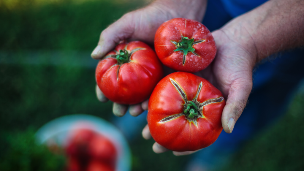 Virginia Farm Flavors Hanover Tomatoes Chickahominy Falls