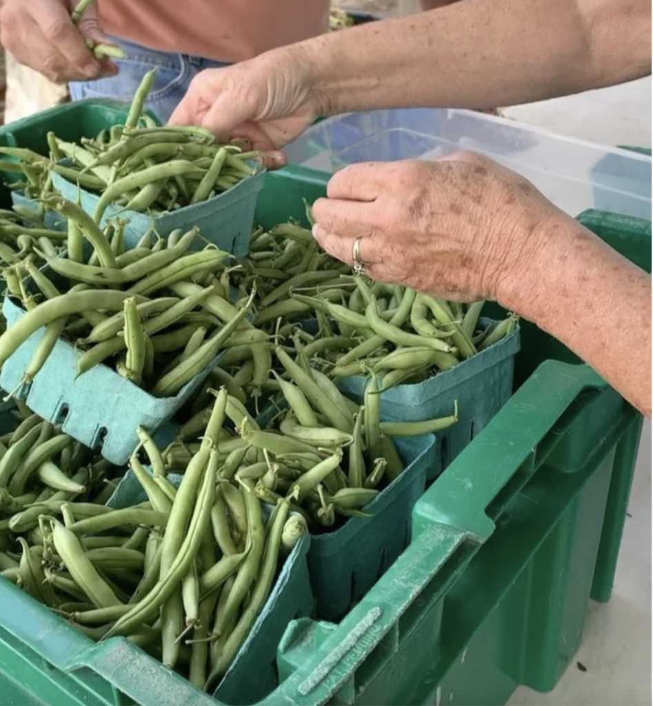 green bean harvest